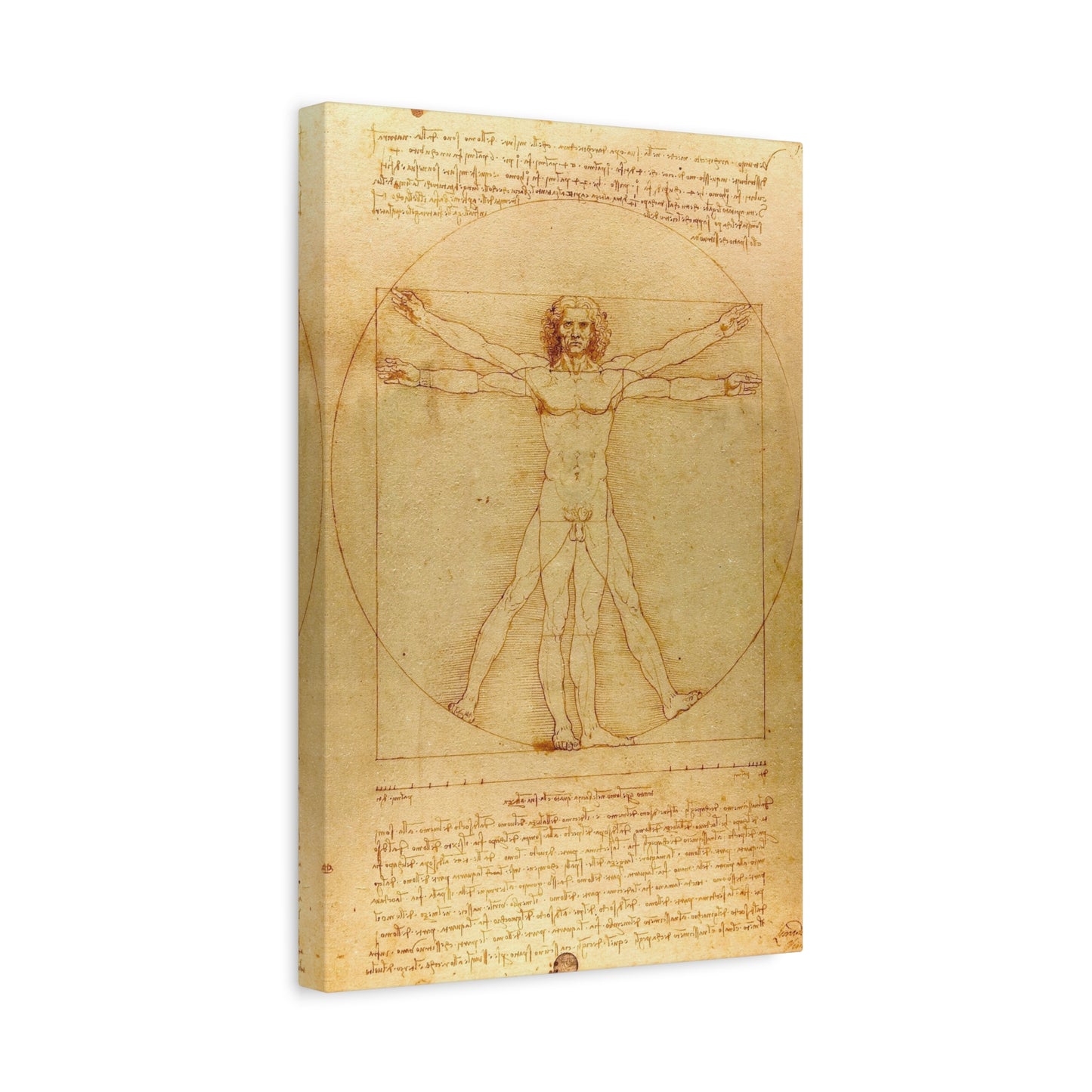 Vitruvian Man (circa 1492) by Leonardo da Vinci Canvas Print