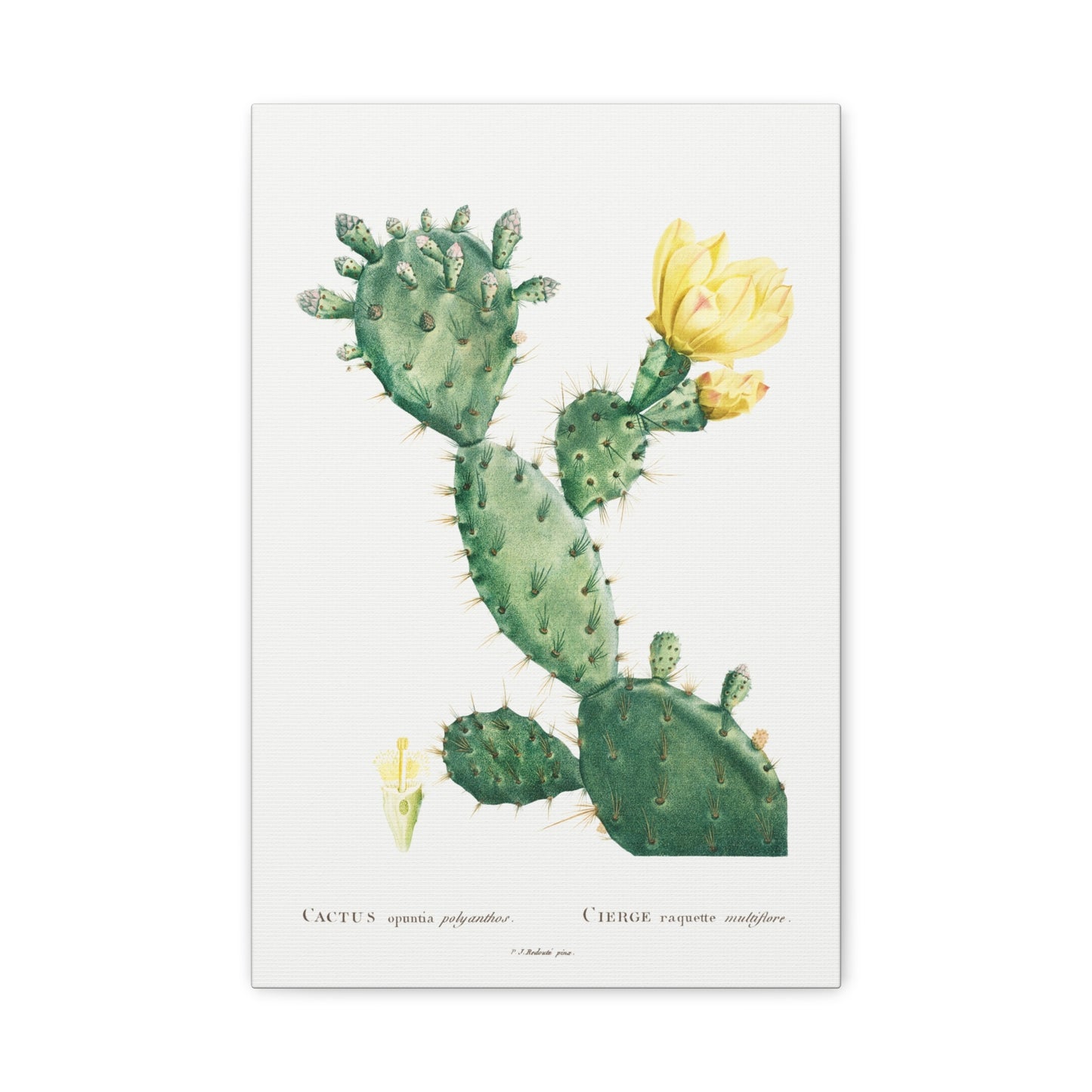 Botanical Plant Print - Aloe Opuntia Polyanthos by Pierre Joseph Redoute Canvas Print