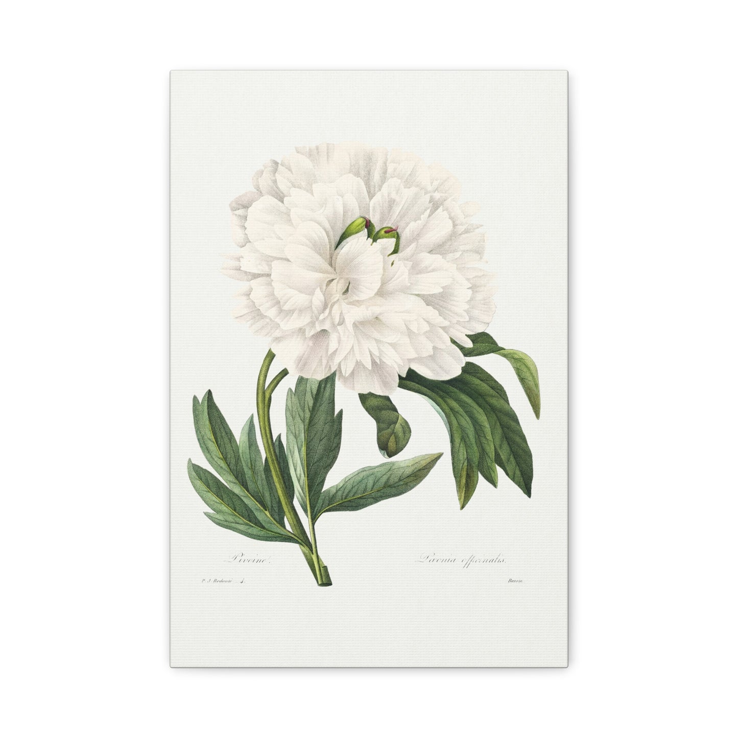 Botanical Plant Print - White Peony by Pierre Joseph Redoute Canvas Print