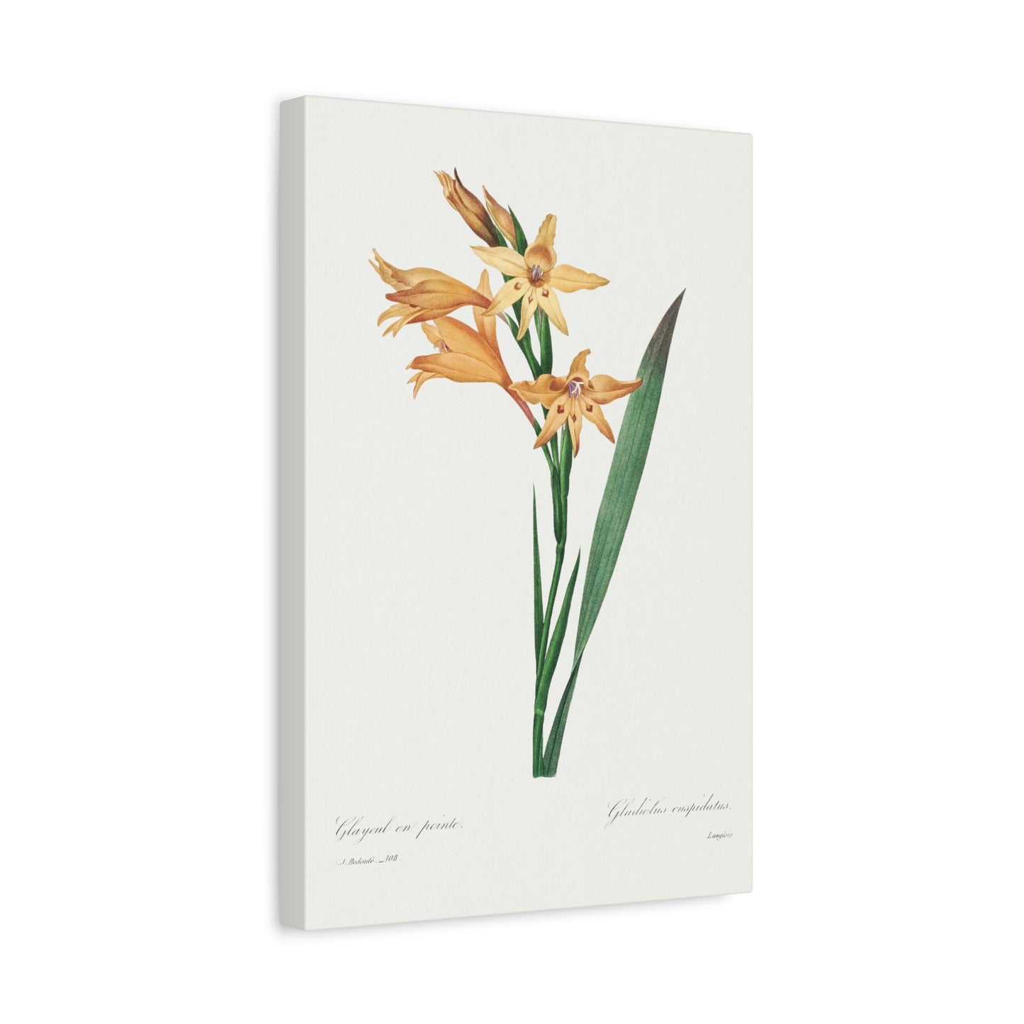 Botanical Plant Print - Gladiolus by Pierre Joseph Redoute Canvas Print