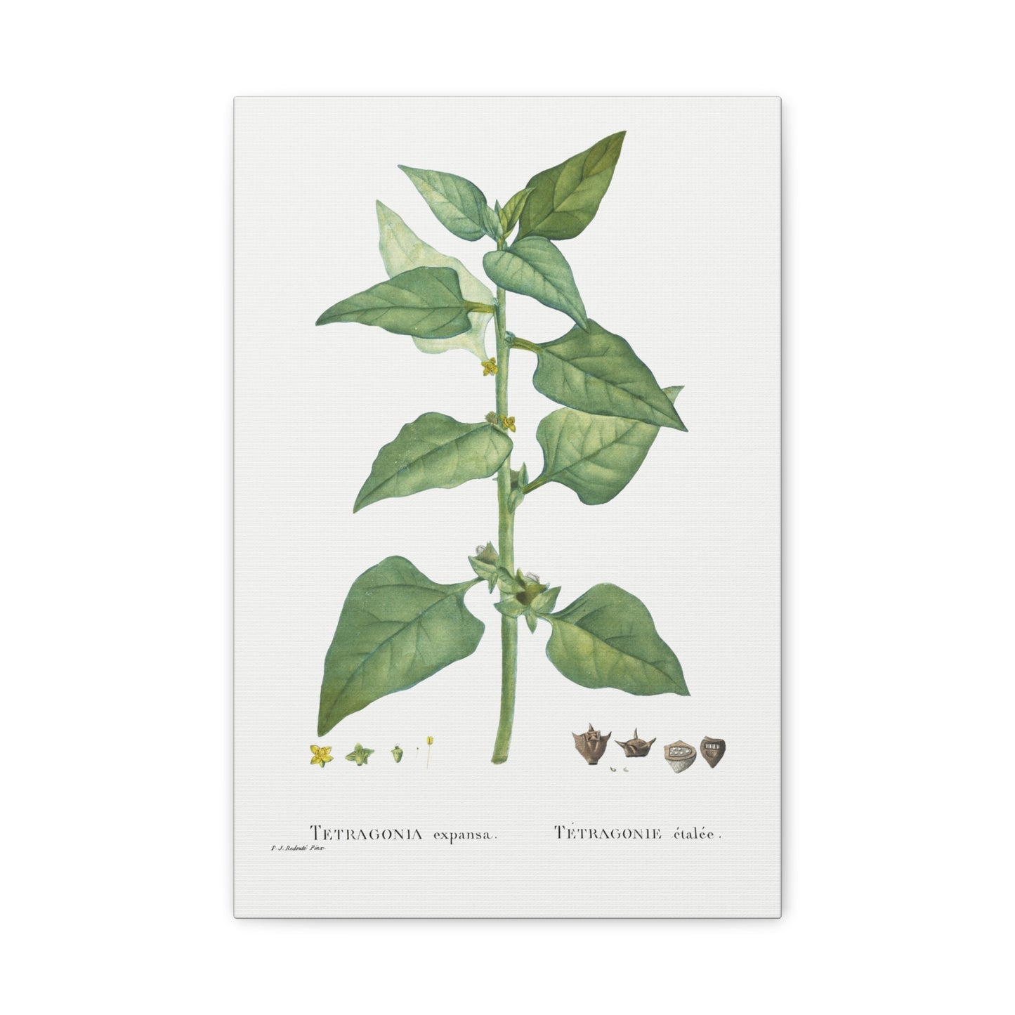 Botanical Plant Print - Tetragonia Expansa (New Zealand Spinach) by Pierre Joseph Redoute Canvas Print