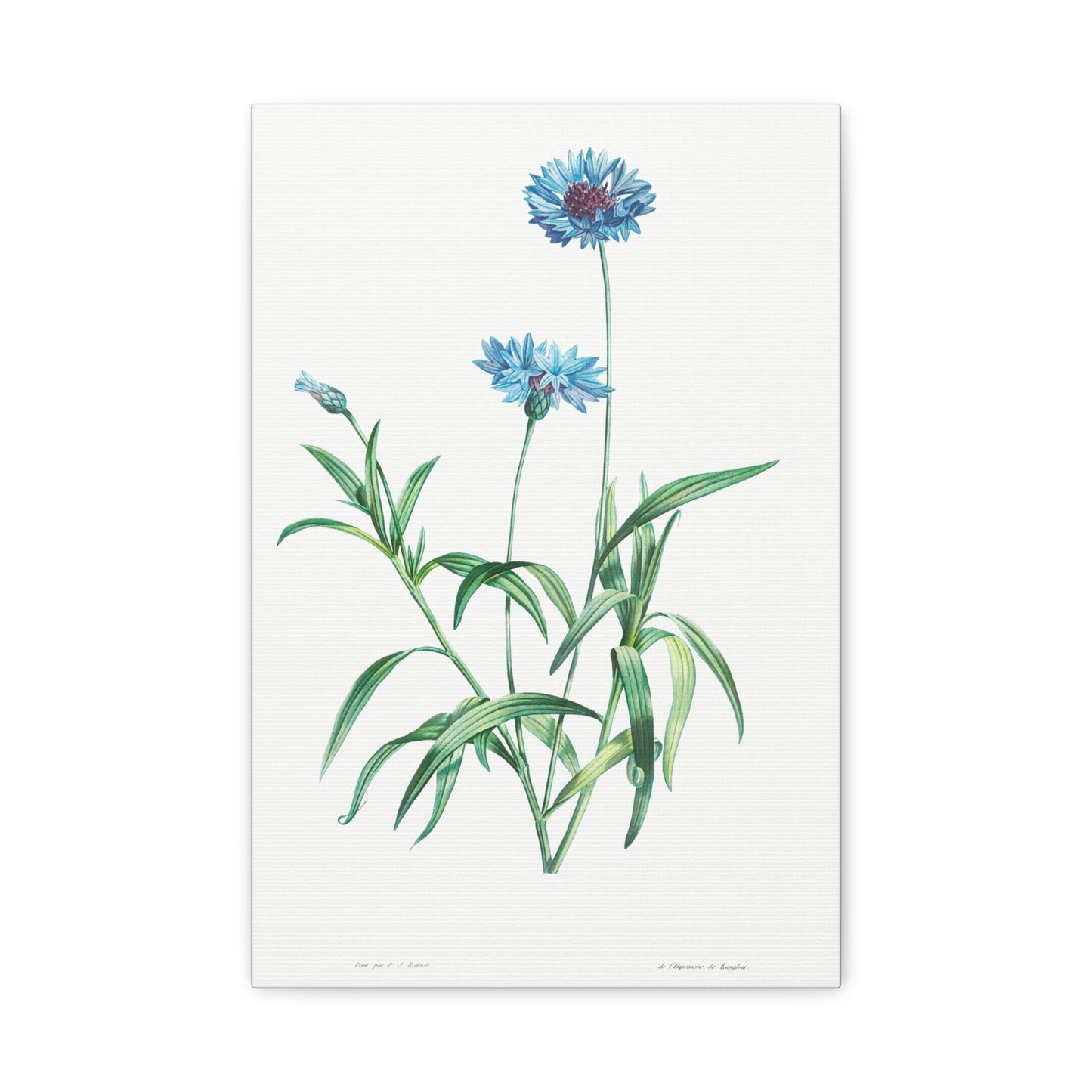 Botanical Plant Print - Blue flower by Pierre Joseph Redoute Canvas Print