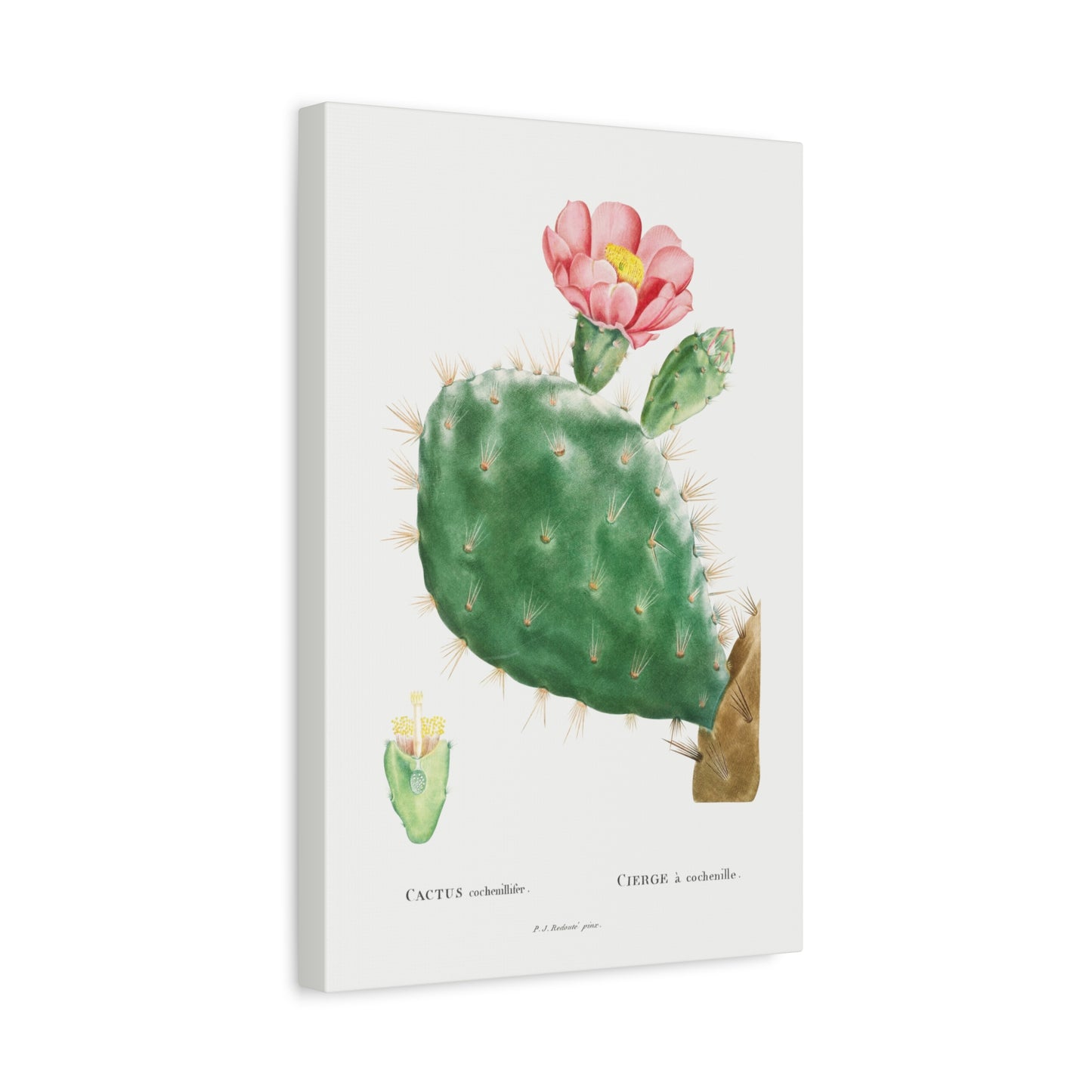Botanical Plant Print - Cactus Cochenillifer by Pierre Joseph Redoute Canvas Print
