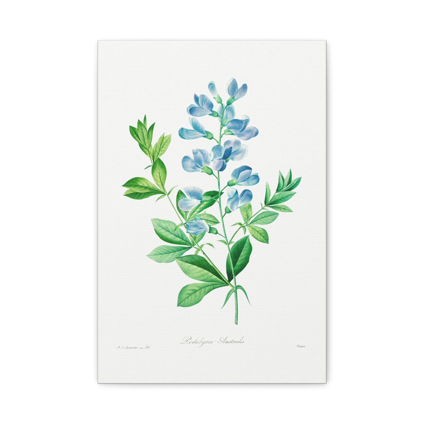 Botanical Plant Print - Sweet pea by Pierre Joseph Redoute Canvas Print
