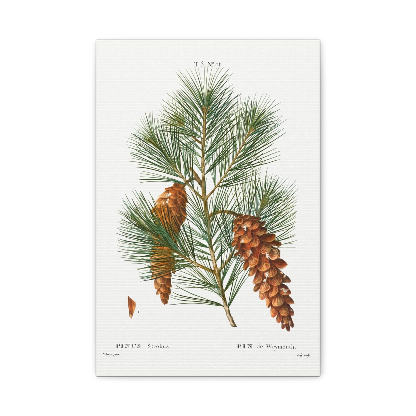 Botanical Plant Print - White pine, Pinus strobus by Pierre Joseph Redoute Canvas Print