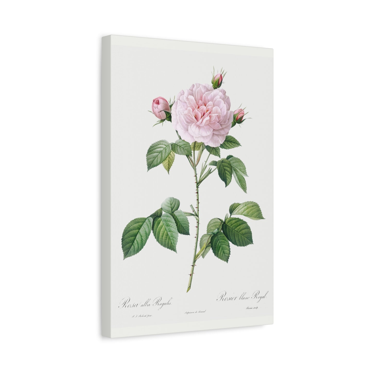 Botanical Plant Print - Royal White Rose, Rosa alba regalis by Pierre Joseph Redoute Canvas Print