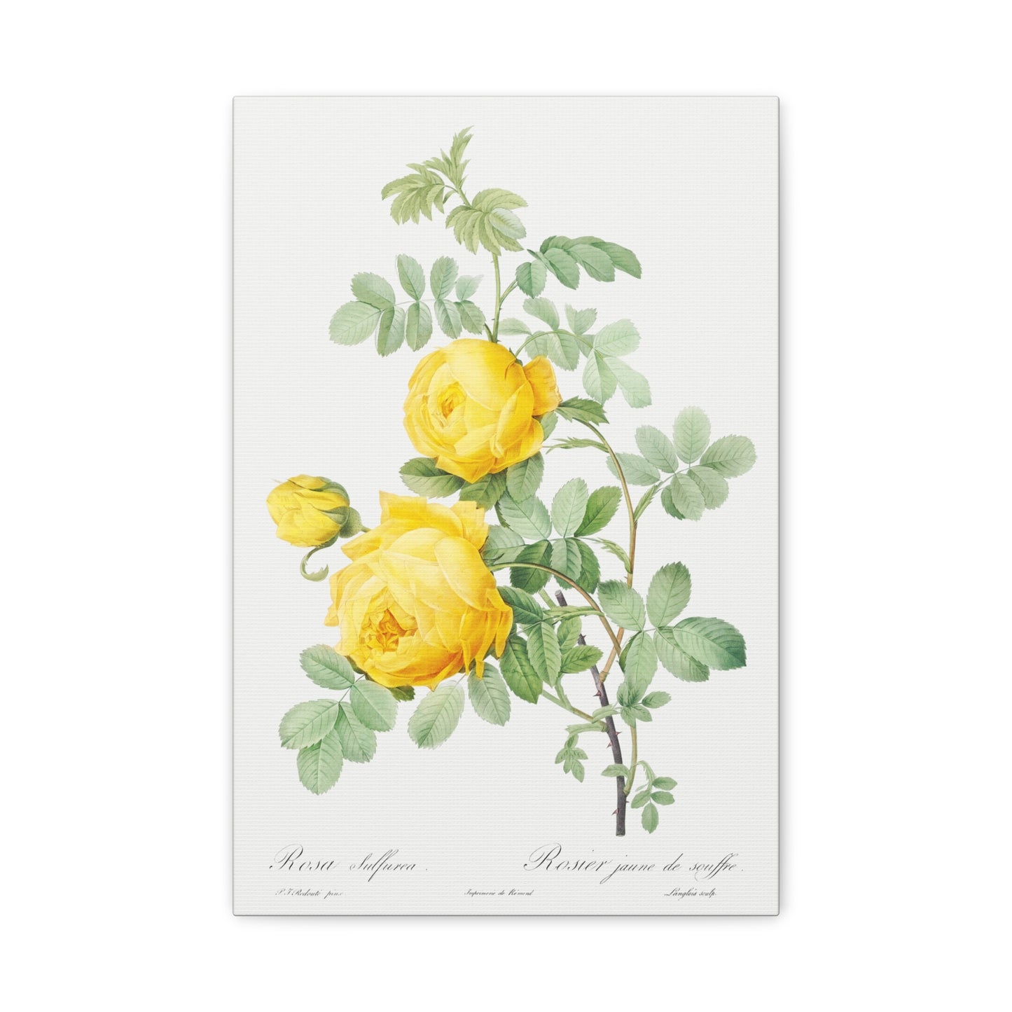 Botanical Plant Print - Rosa hemisphaerica (Yellow Rose) by Pierre Joseph Redoute Canvas Print