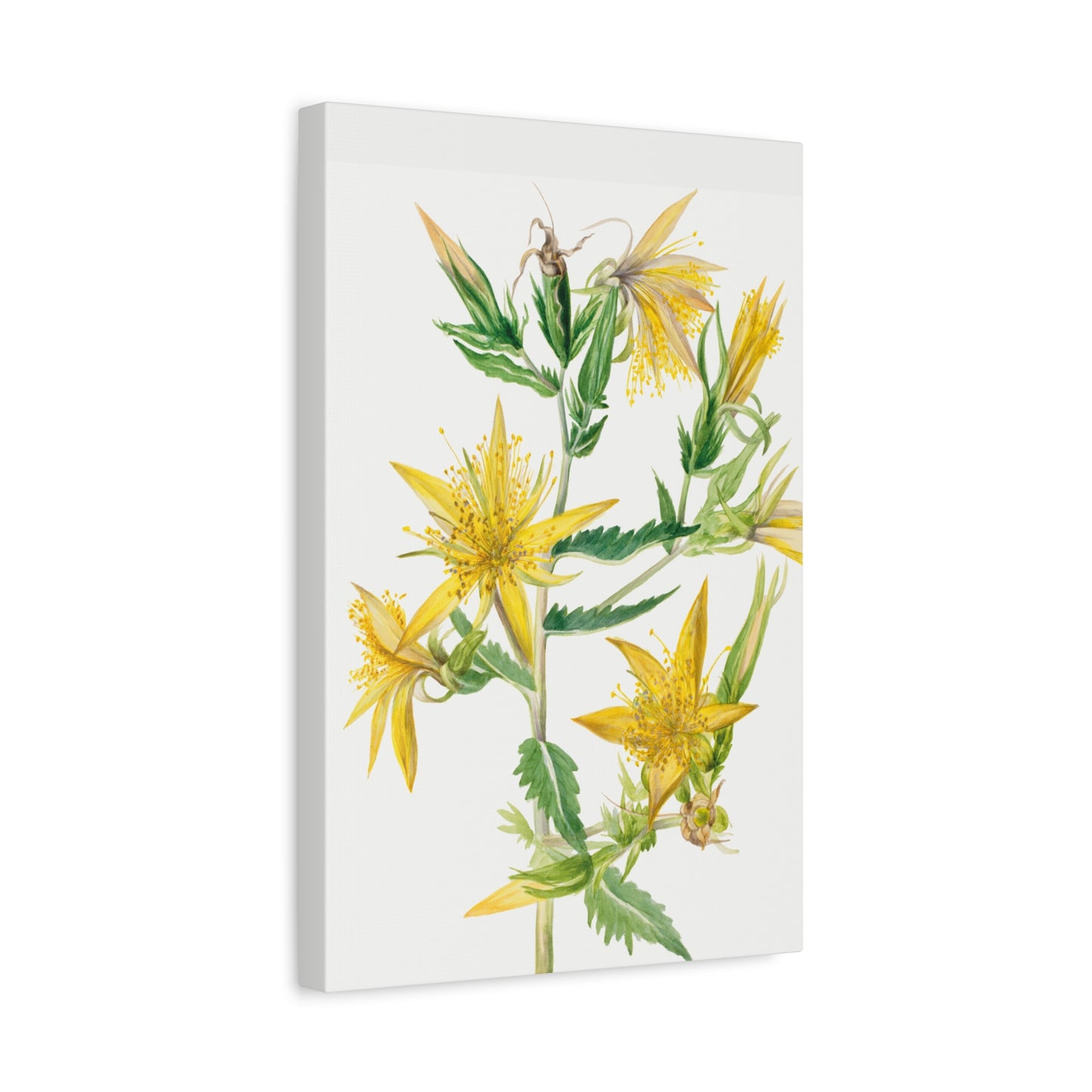 Botanical Plant Illustration - Blazing Star (Mentzelia laevicaulis) by Mary Vaux Walcott Canvas Print