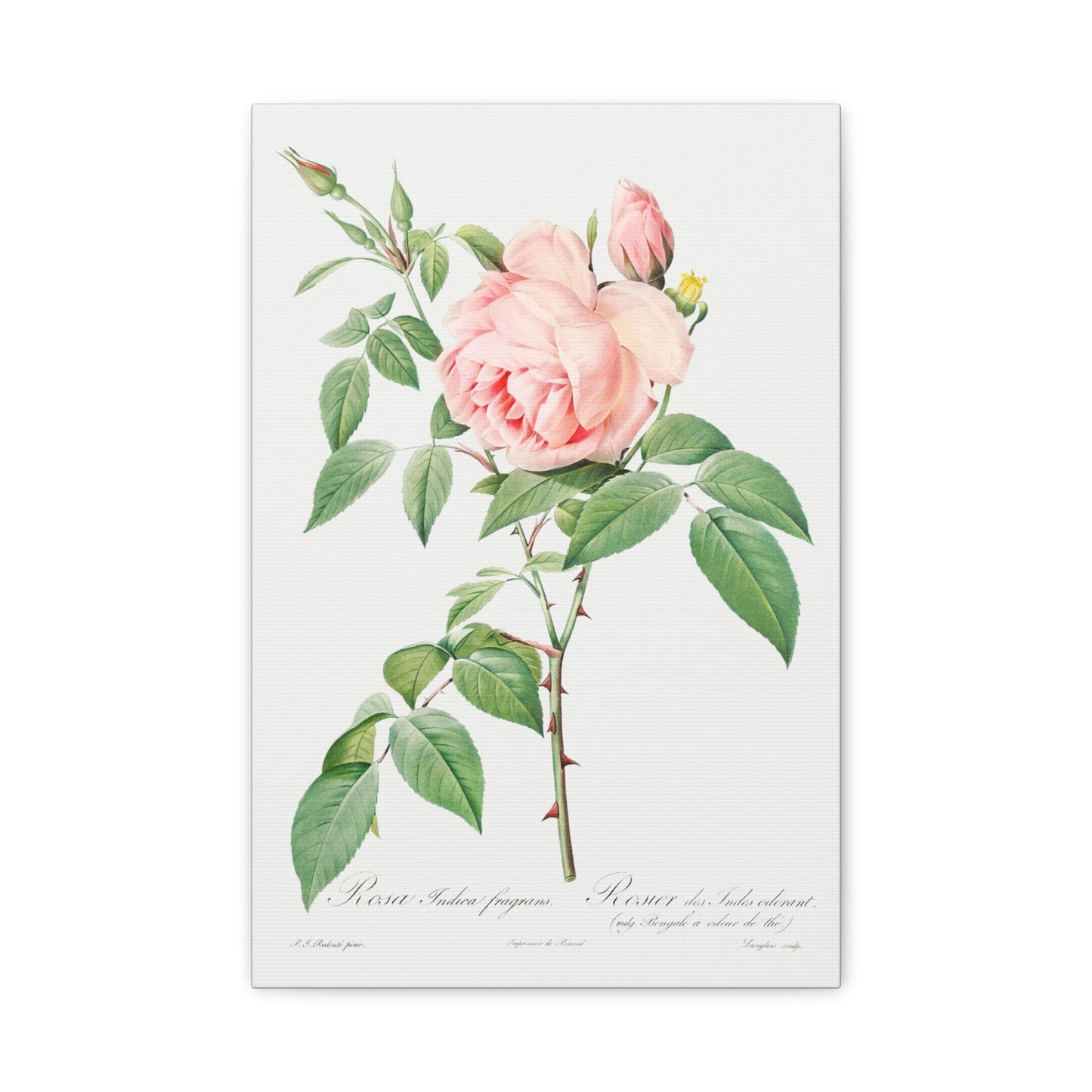 Botanical Plant Print - Rosa indica fragrans (Fragrant Rosebush) by Pierre Joseph Redoute Canvas Print
