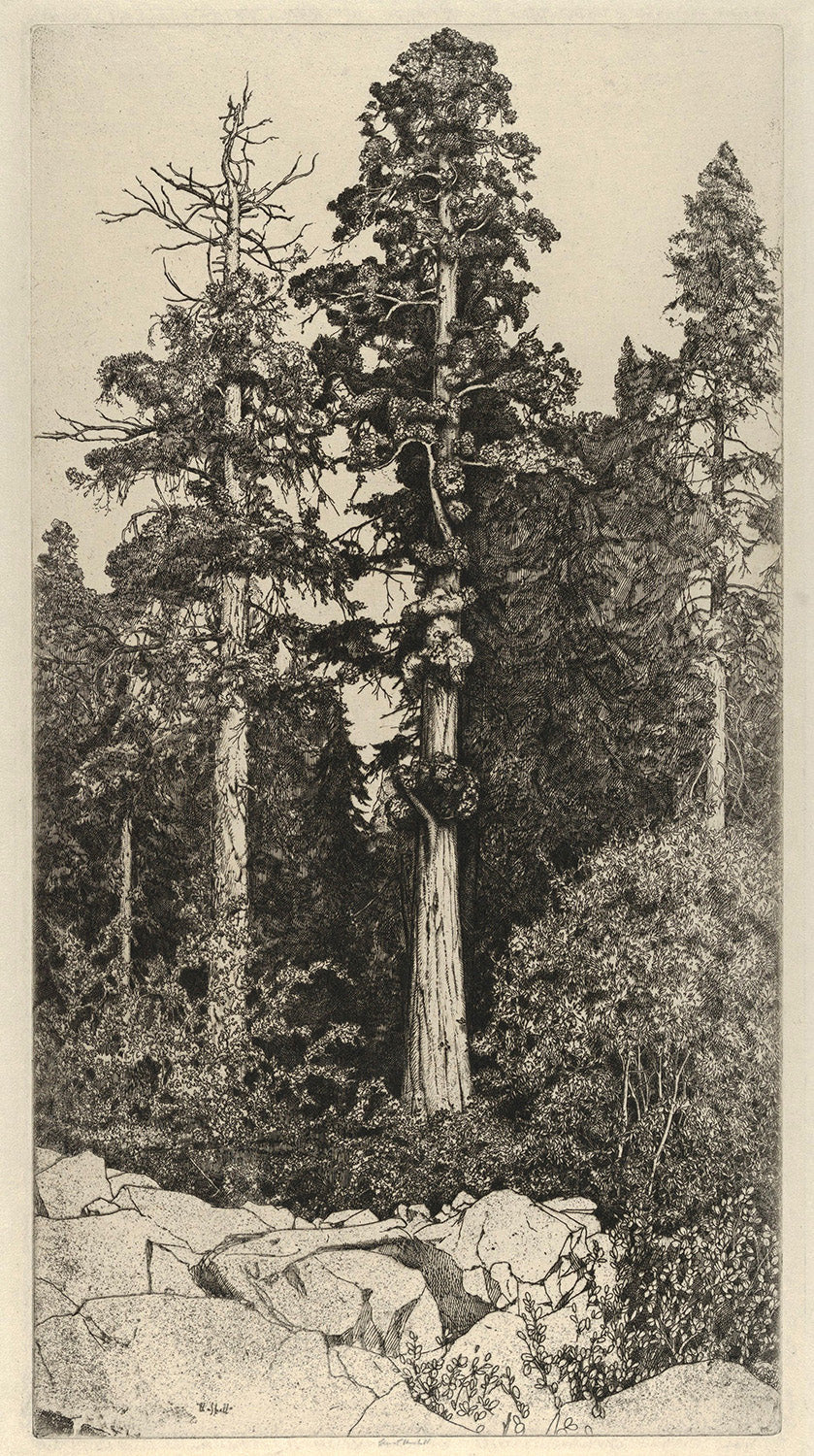 Baby Sequoia by Ernest Haskell Art Print
