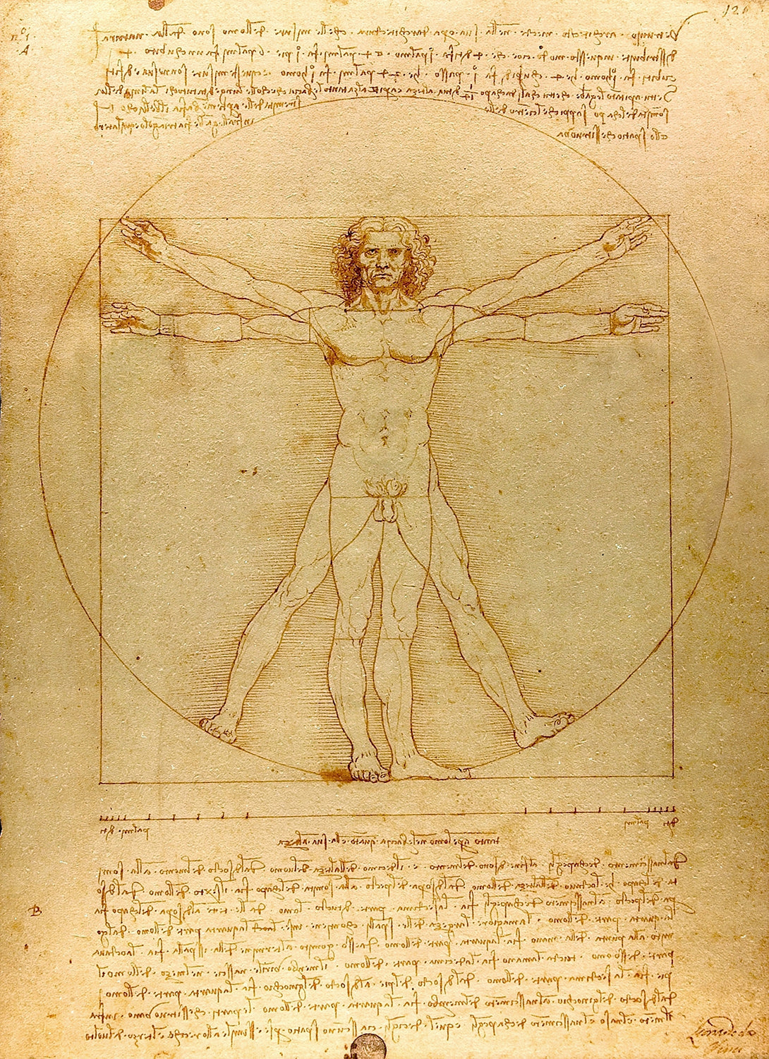 Vitruvian Man (circa 1492) by Leonardo da Vinci Art Print
