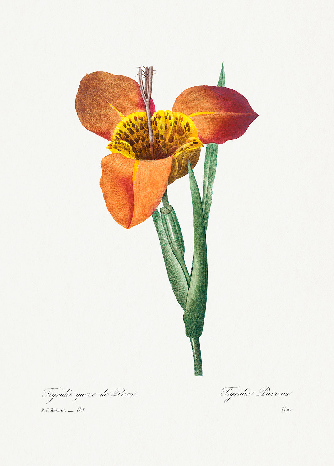 Botanical Plant Print - Mexican Shell by Pierre Joseph Redoute