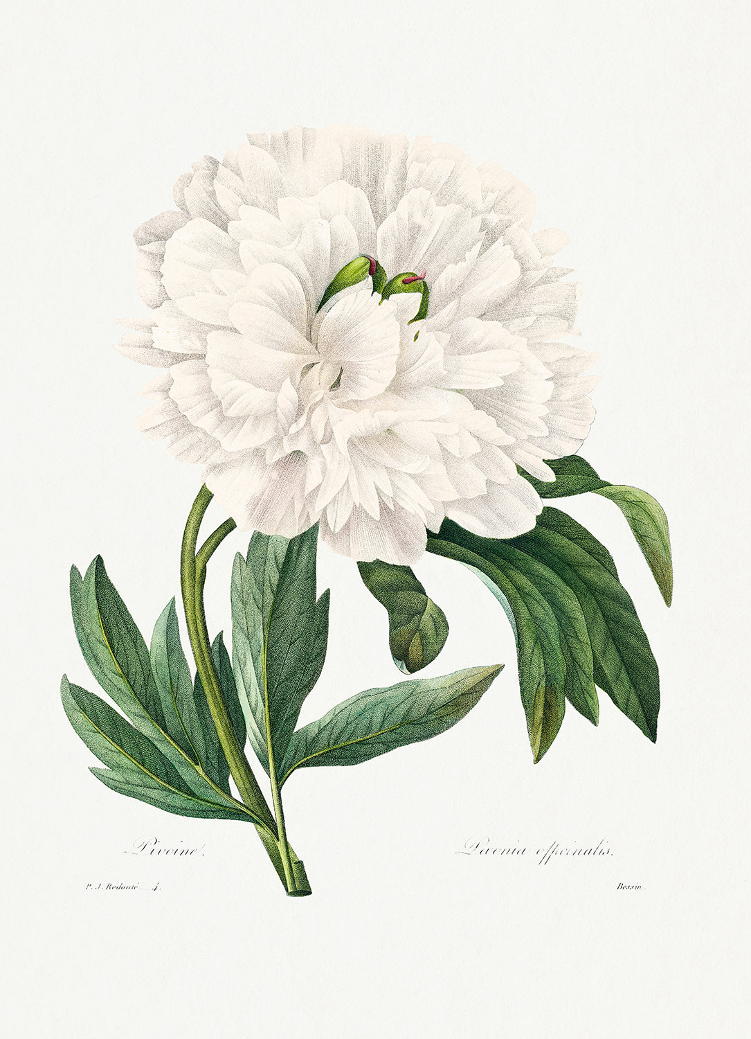 Botanical Plant Print - White Peony by Pierre Joseph Redoute