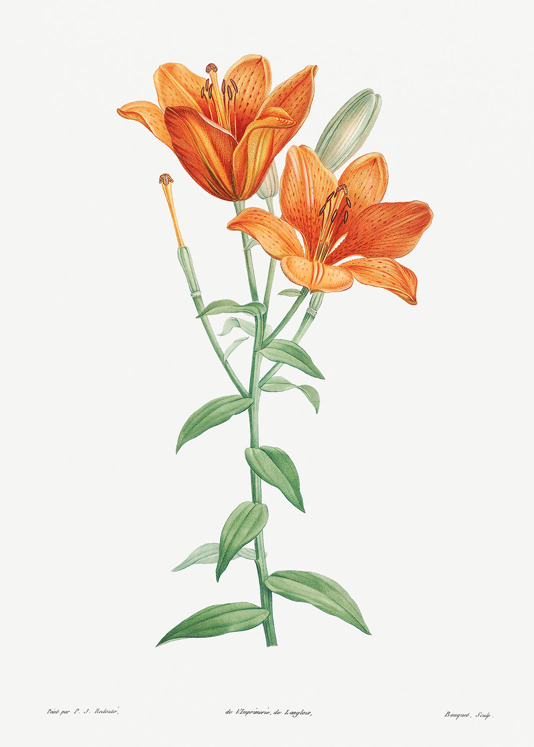 Botanical Plant Print - Orange bulbous lily by Pierre Joseph Redoute