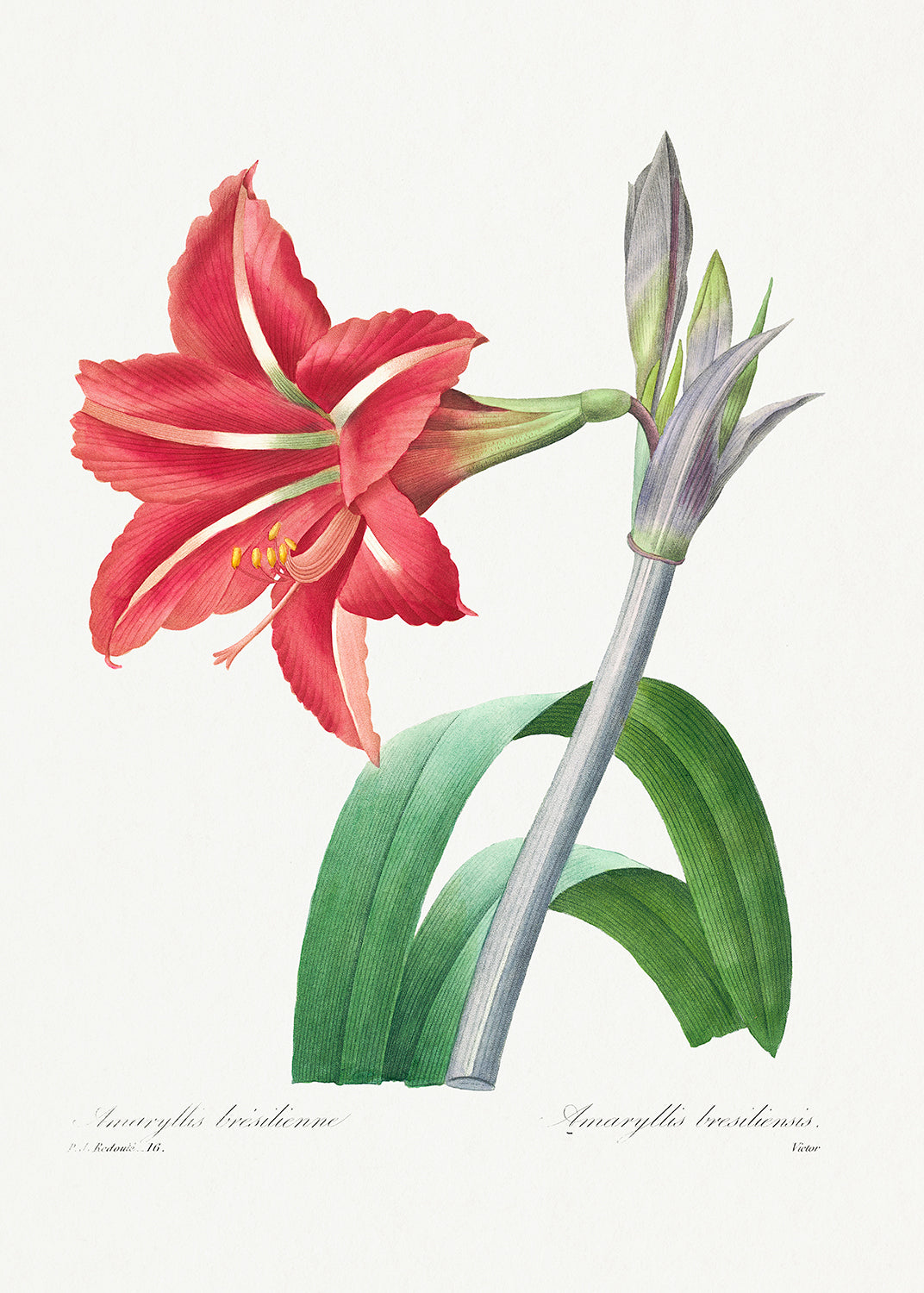 Botanical Plant Print - Brazilian Amaryllis by Pierre Joseph Redoute