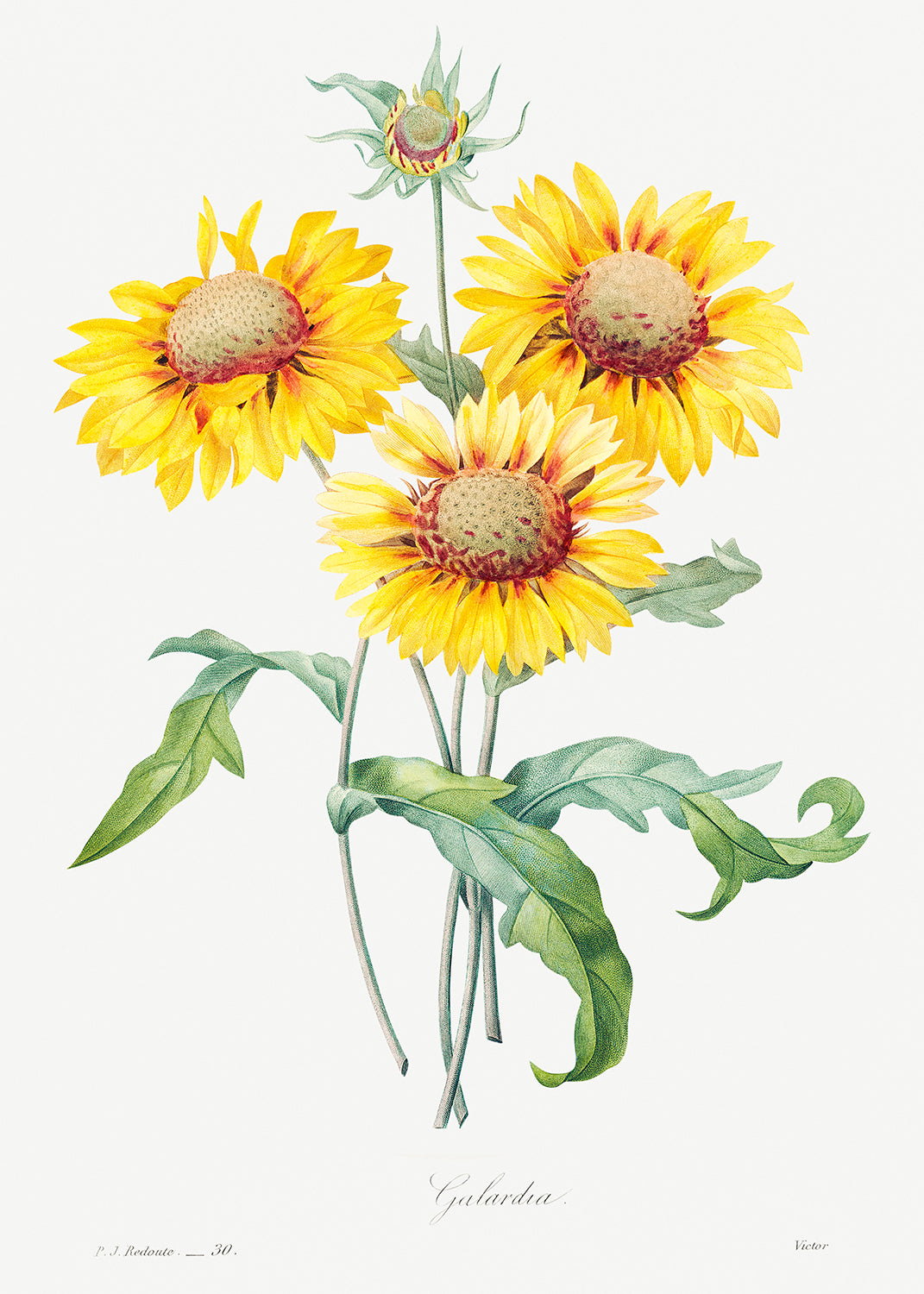 Botanical Plant Print - Blanket flower by Pierre Joseph Redoute