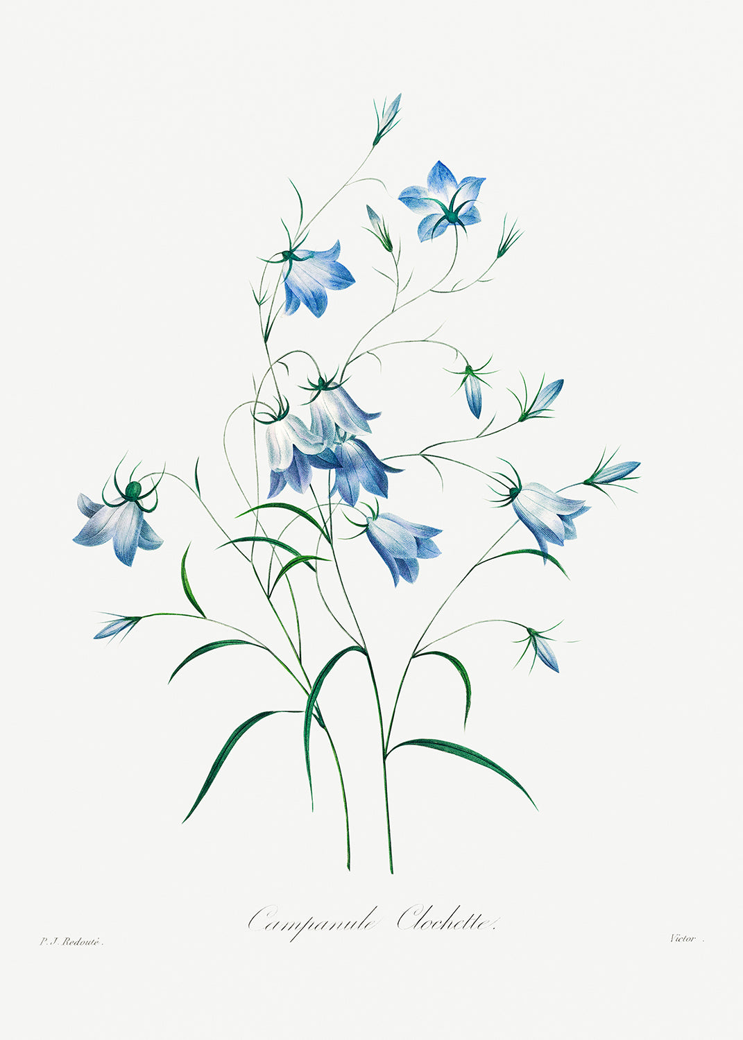 Botanical Plant Print - Campanule by Pierre Joseph Redoute