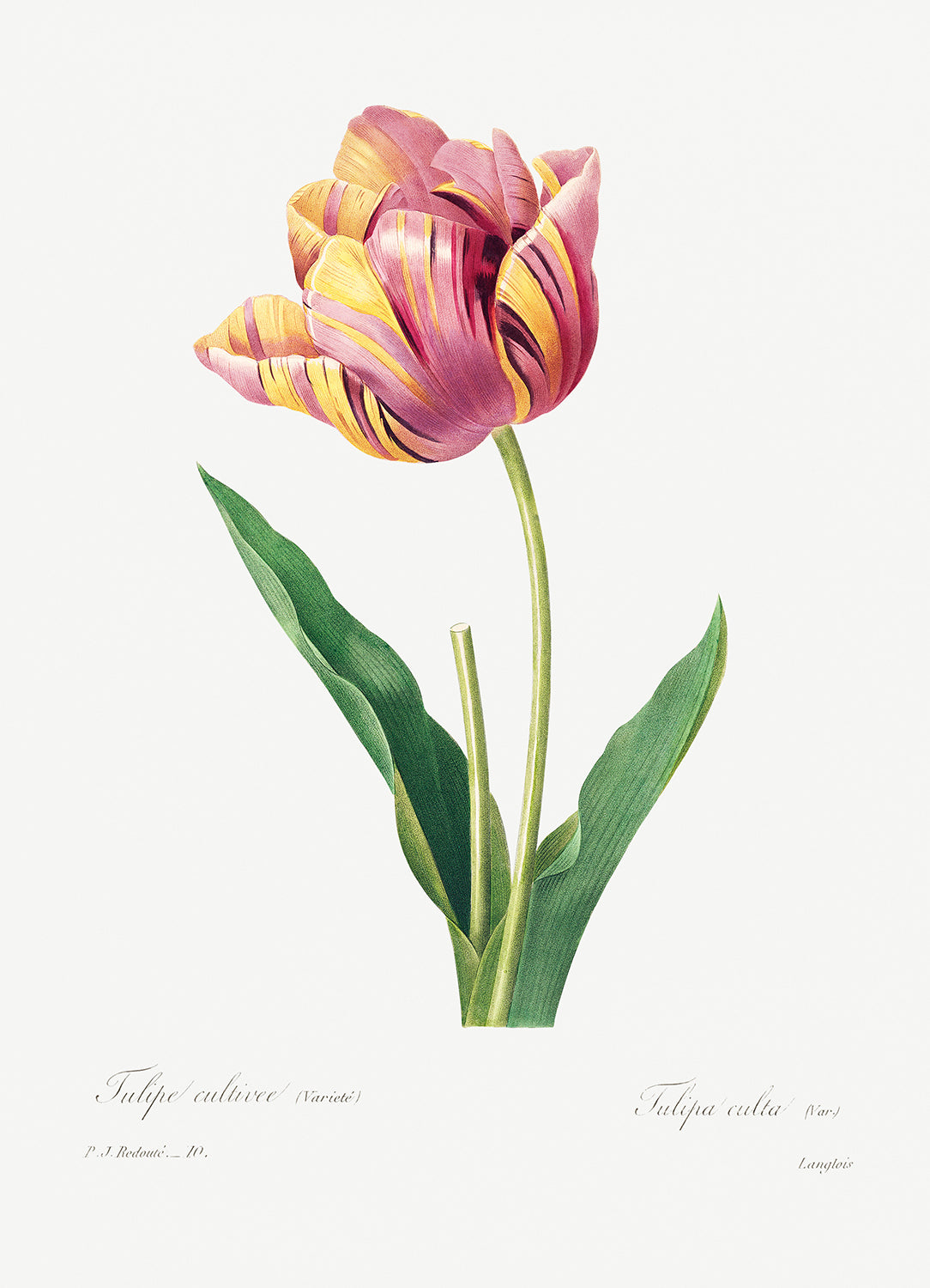 Botanical Plant Print - Tulip by Pierre Joseph Redoute