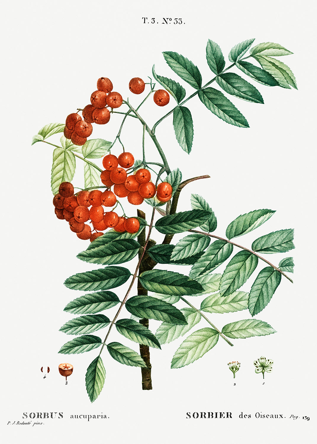 Botanical Plant Print - Mountain ash (Sorbus aucuparia) by Pierre Joseph Redoute