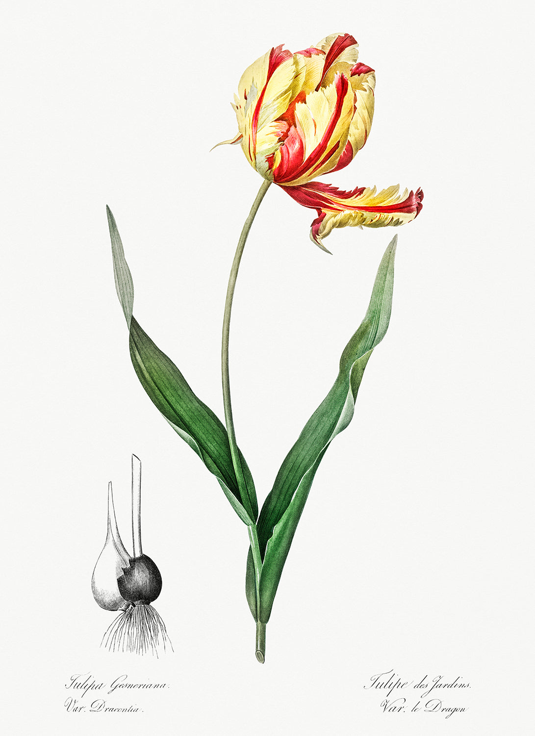 Botanical Plant Print - Didier's tulip by Pierre Joseph Redoute