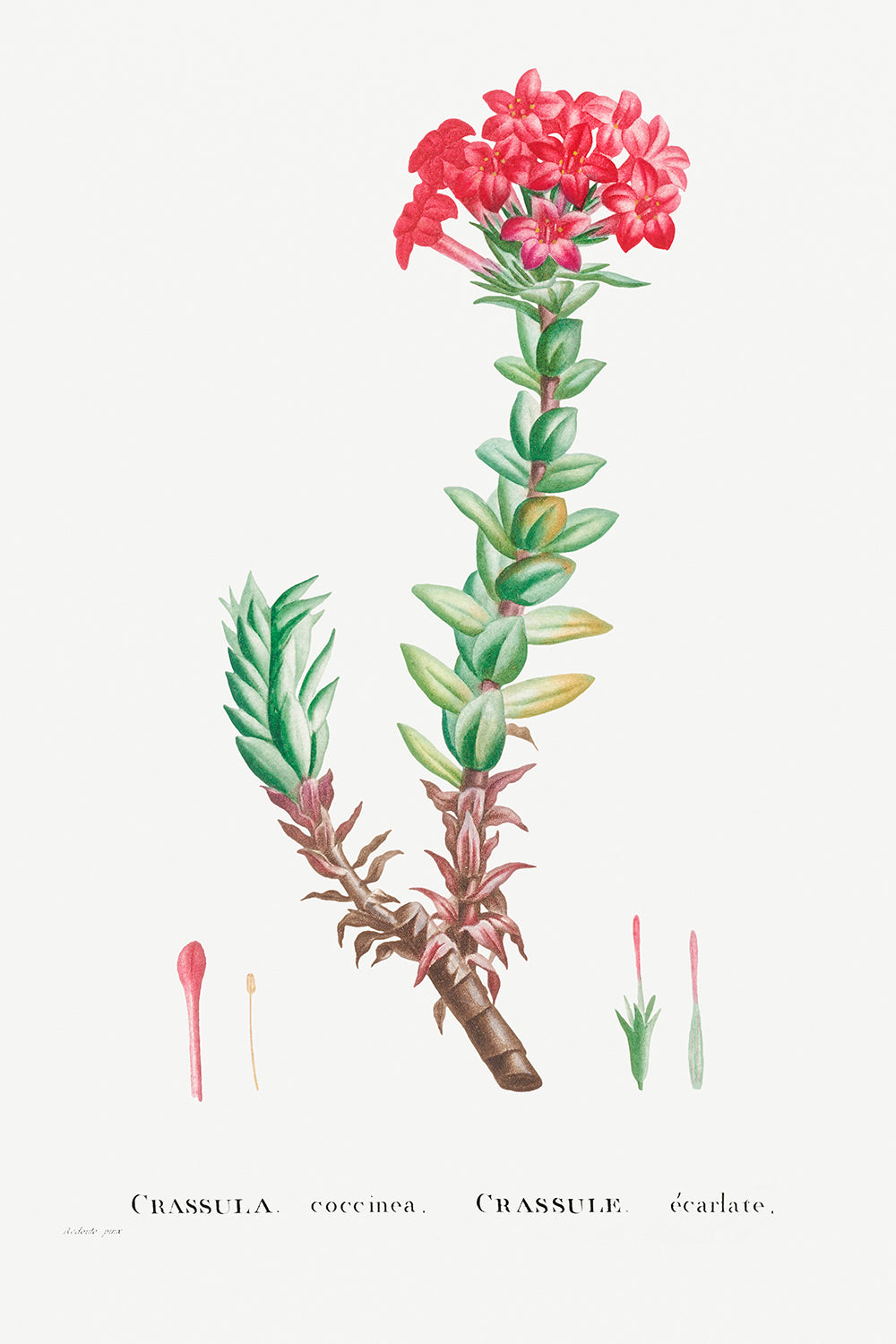 Botanical Plant Print - Crassula Coccinea (Red Crassula) by Pierre Joseph Redoute