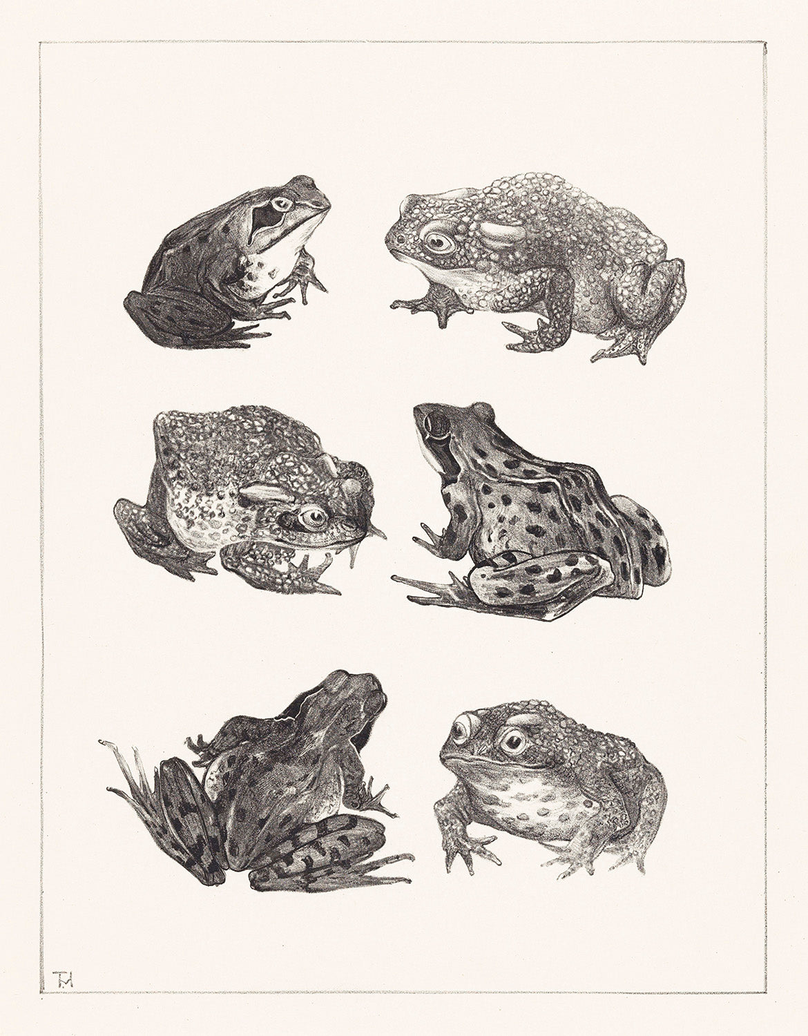 Zes kikkers en padden by Theo van Hoytema