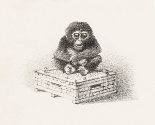 Zittende aap op kist by Theo van Hoytema