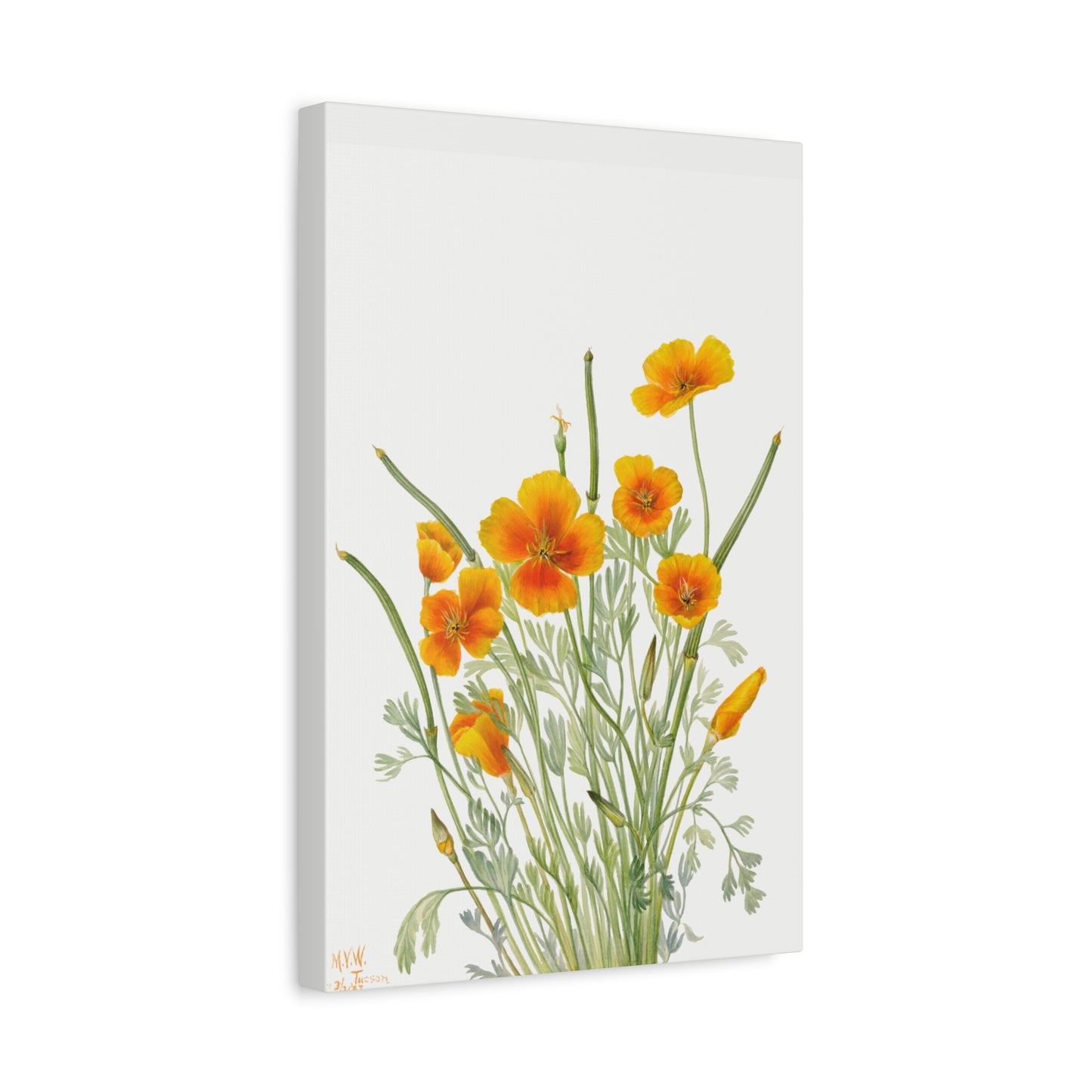 Botanical Plant Illustration - Mexican Poppy (Eschscholtzia mexicana) by Mary Vaux Walcott Canvas Print