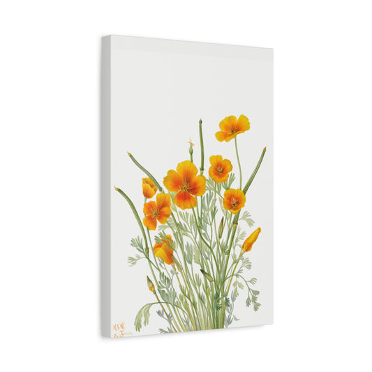 Botanical Plant Illustration - Mexican Poppy (Eschscholtzia mexicana) by Mary Vaux Walcott Canvas Print