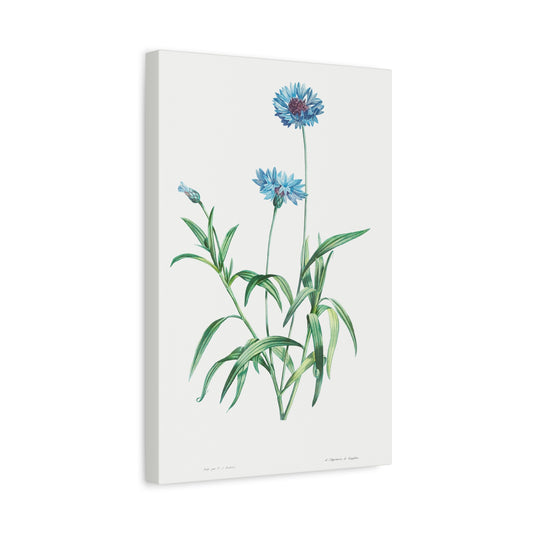 Botanical Plant Print - Blue flower by Pierre Joseph Redoute Canvas Print