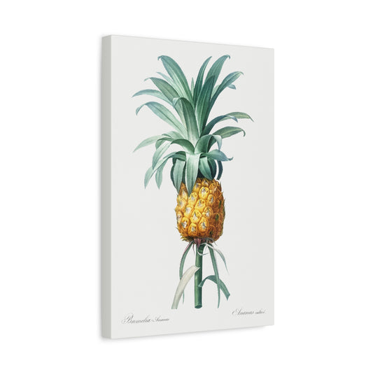 Botanical Plant Print - Pineapple by Pierre Joseph Redoute Canvas Print