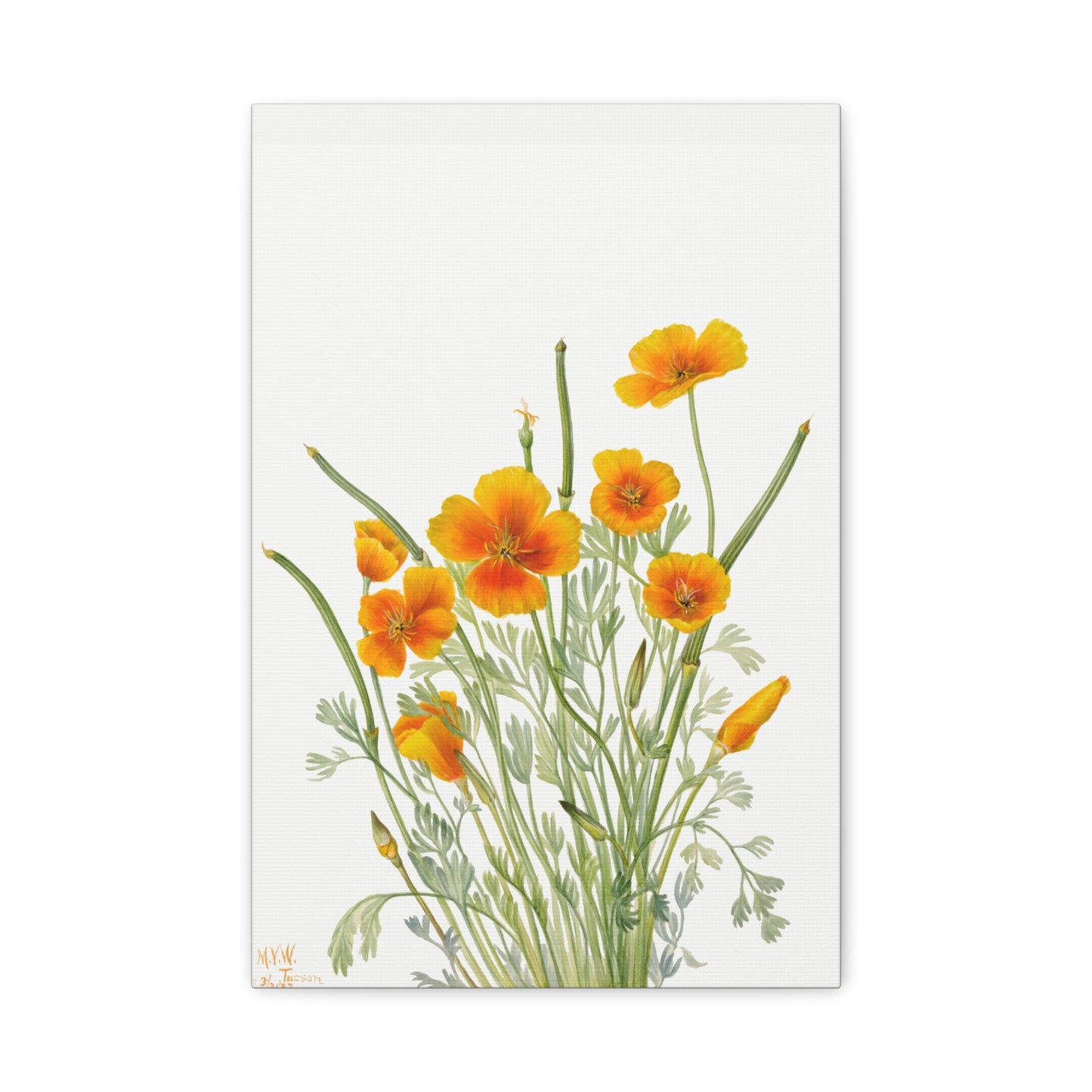 Botanical Plant Illustration - Mexican Poppy (Eschscholtzia mexicana) by Mary Vaux Walcott Canvas Print