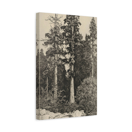 Baby Sequoia by Ernest Haskell Canvas Print