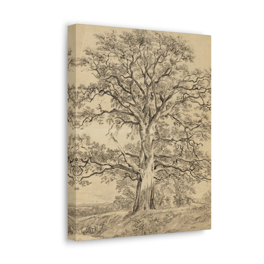 A Great Oak Tree by John Constable Canvas Print