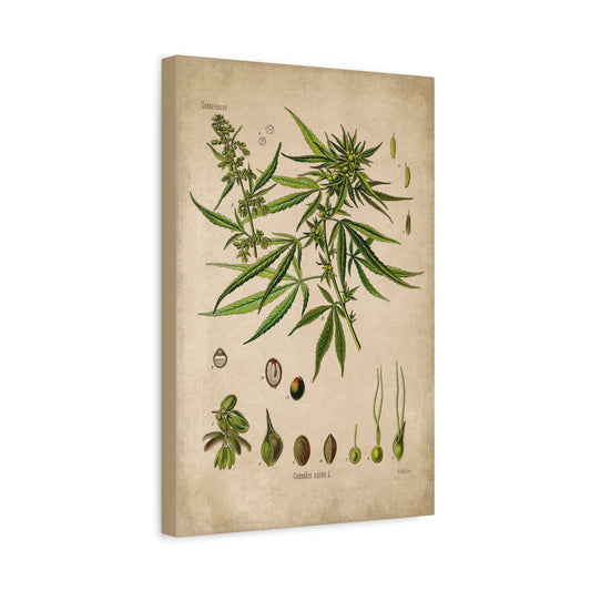 Cannabis Plant Botanical Illustration Canvas Print