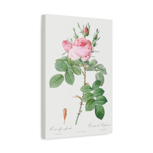 Botanical Plant Print - Rosa bifera officinalis (Rose of Perfume) by Pierre Joseph Redoute Canvas Print