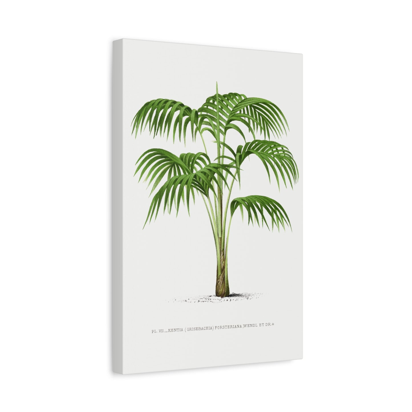 Vintage Palm Tree Illustration VI Canvas Print
