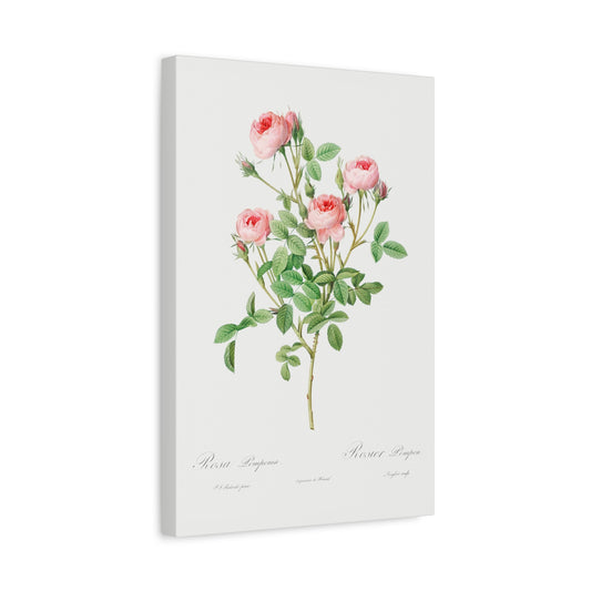 Botanical Plant Print - Burgundian Rose, Rosa pomponia by Pierre Joseph Redoute Canvas Print
