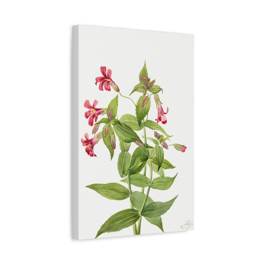 Botanical Plant Illustration - Lewis Monkey Flower (Mimulus lewisii) by Mary Vaux Walcott Canvas Print