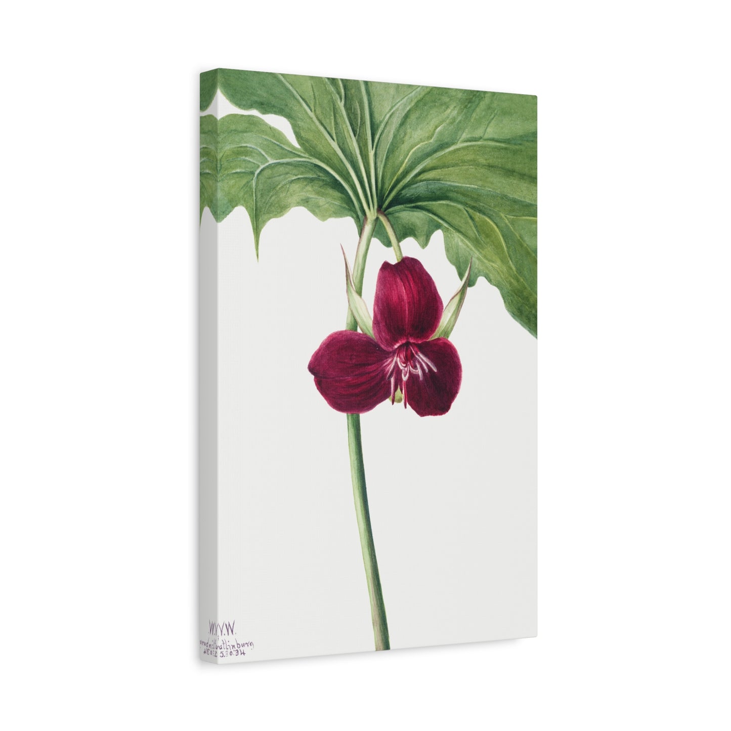 Botanical Plant Illustration - Sweet Trillium (Trillium vasyi) by Mary Vaux Walcott Canvas Print