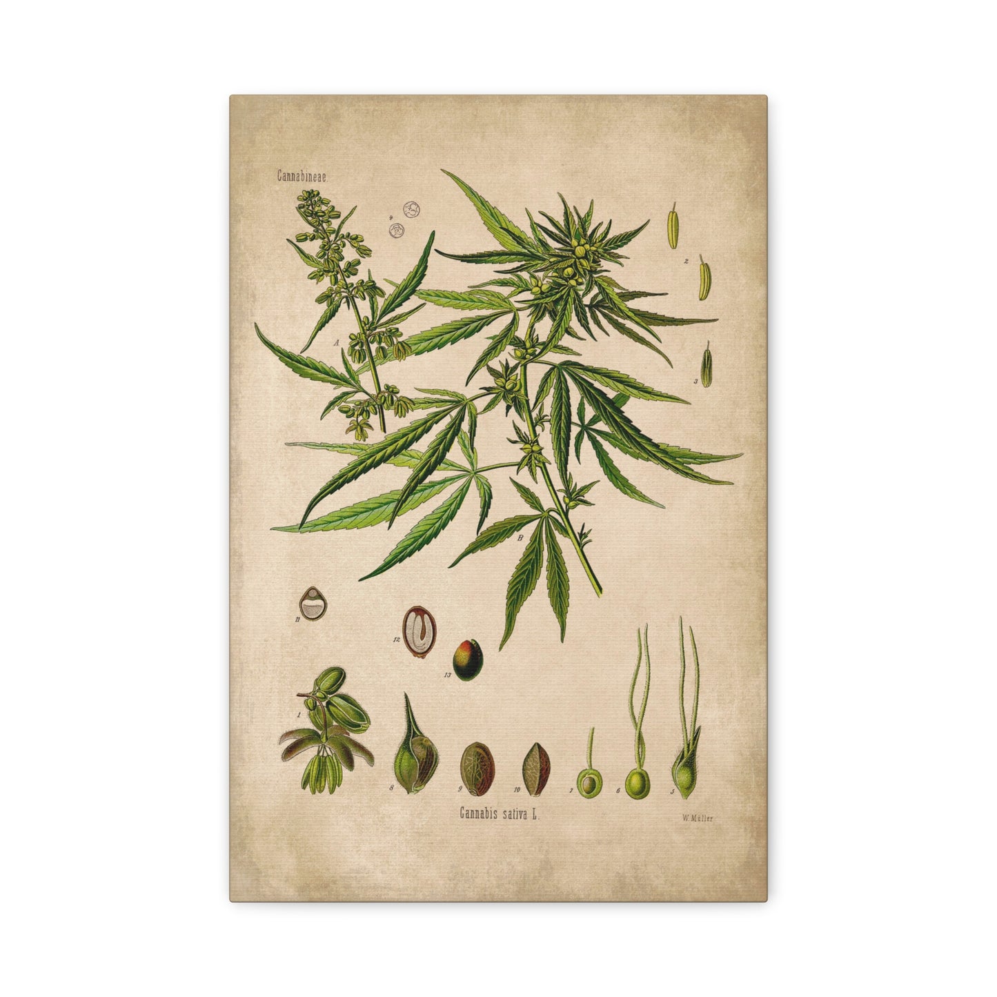 Cannabis Plant Botanical Illustration Canvas Print