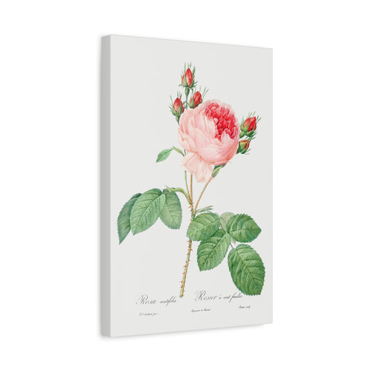 Botanical Plant Print - Cabbage Rose - One Hundred-Leaved Rose (Rosa centifolia) by Pierre Joseph Redoute Canvas Print