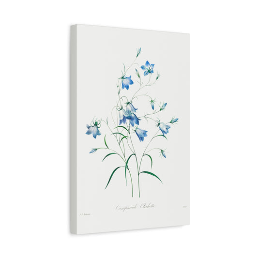 Botanical Plant Print - Campanule by Pierre Joseph Redoute Canvas Print
