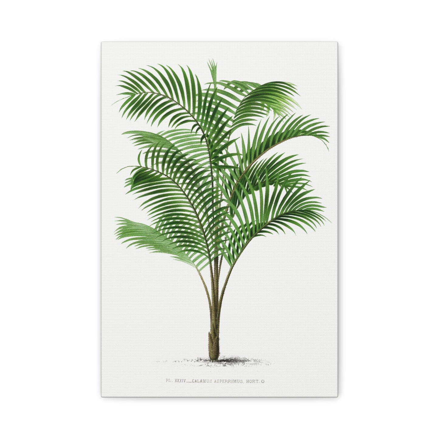 Vintage Palm Tree Illustration IV Canvas Print