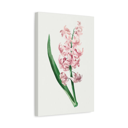 Botanical Plant Print - Pink Hyacinth by Pierre Joseph Redoute Canvas Print
