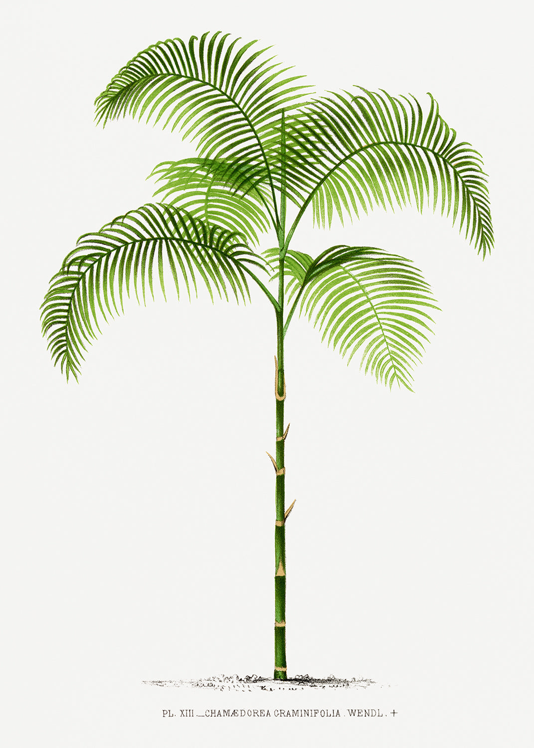 Vintage Palm Tree Illustration I