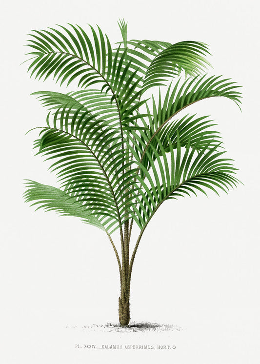 Vintage Palm Tree Illustration IV