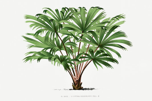Vintage Palm Tree Illustration V