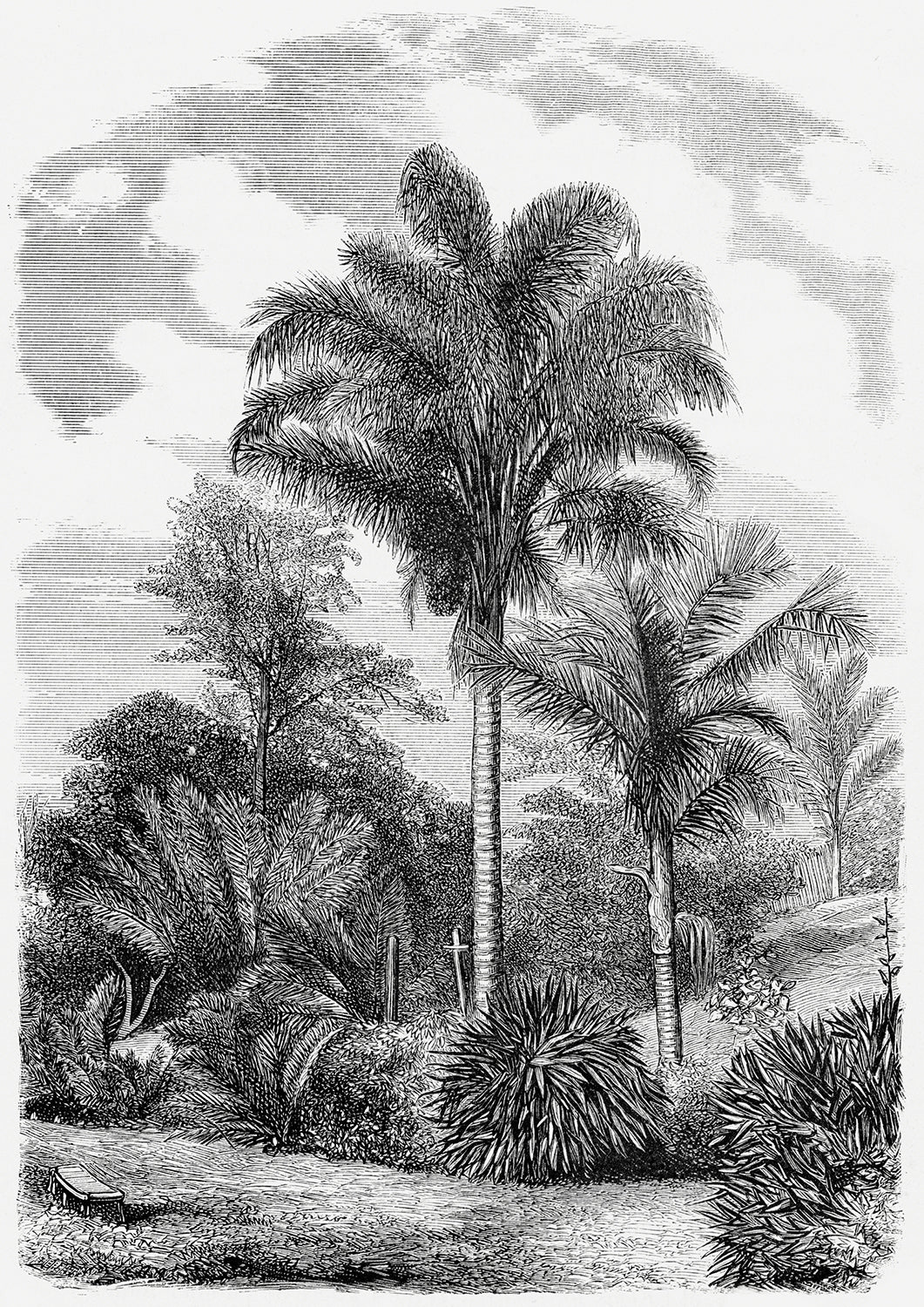 Vintage Palm Tree Illustration VII