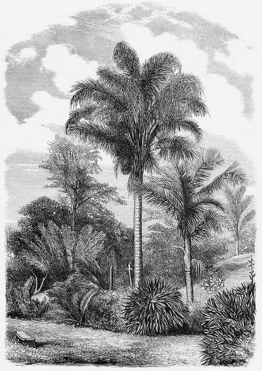 Vintage Palm Tree Illustration VII